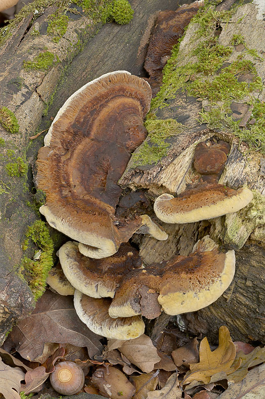 Inonotus cuticularis